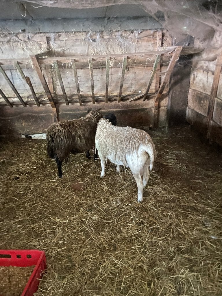 Rammen, Dieren en Toebehoren, Mannelijk, Schaap, 0 tot 2 jaar