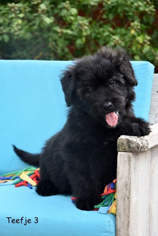 Prachtige Bouvier Des Flandres pups, Bouvier, Plusieurs, Belgique, Plusieurs animaux