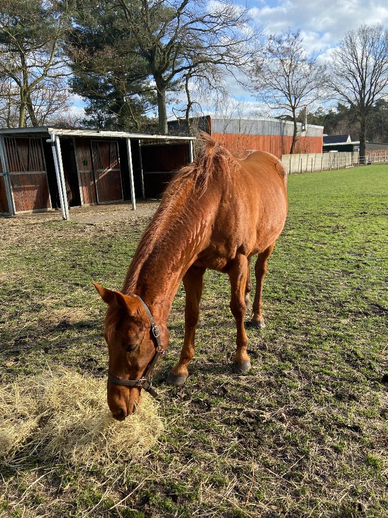 paard, Dieren en Toebehoren, Paarden, Merrie, Dressuurpaard, 160 tot 165 cm, 11 jaar of ouder