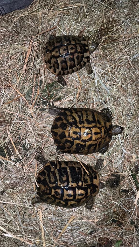 Set van drie schildpadden Heman Hermani, Ophalen