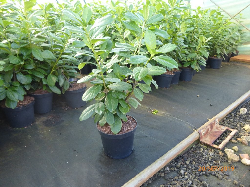 Laurier cerise pour haies, Tuin en Terras, Ophalen, Laurier, Haag
