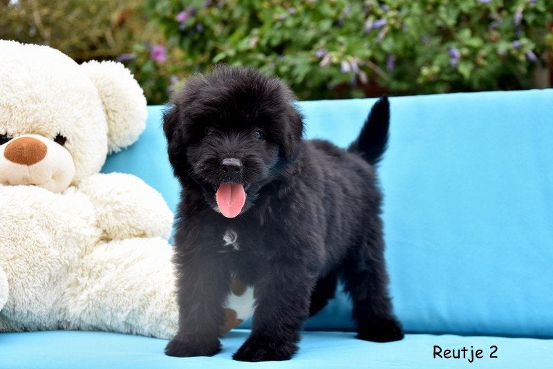 Prachtige Bouvier Des Flandres pups, Dieren en Toebehoren, Bouvier, België, CDV (hondenziekte), 8 tot 15 weken