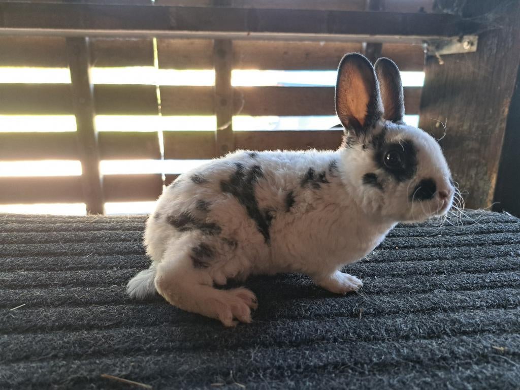 Rex Dwerg Dalmatiner konijntjes, Dieren en Toebehoren, Konijnen, Vrouwelijk, Dwerg, 0 tot 2 jaar