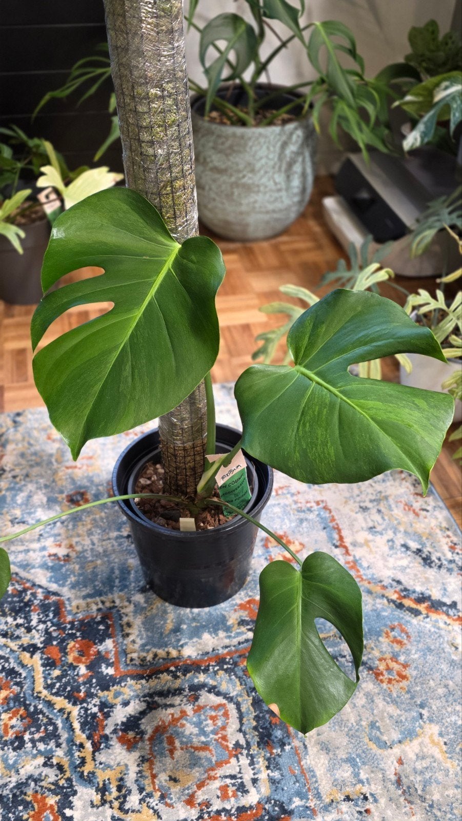 Monstera green on green variegated, Enlèvement ou Envoi