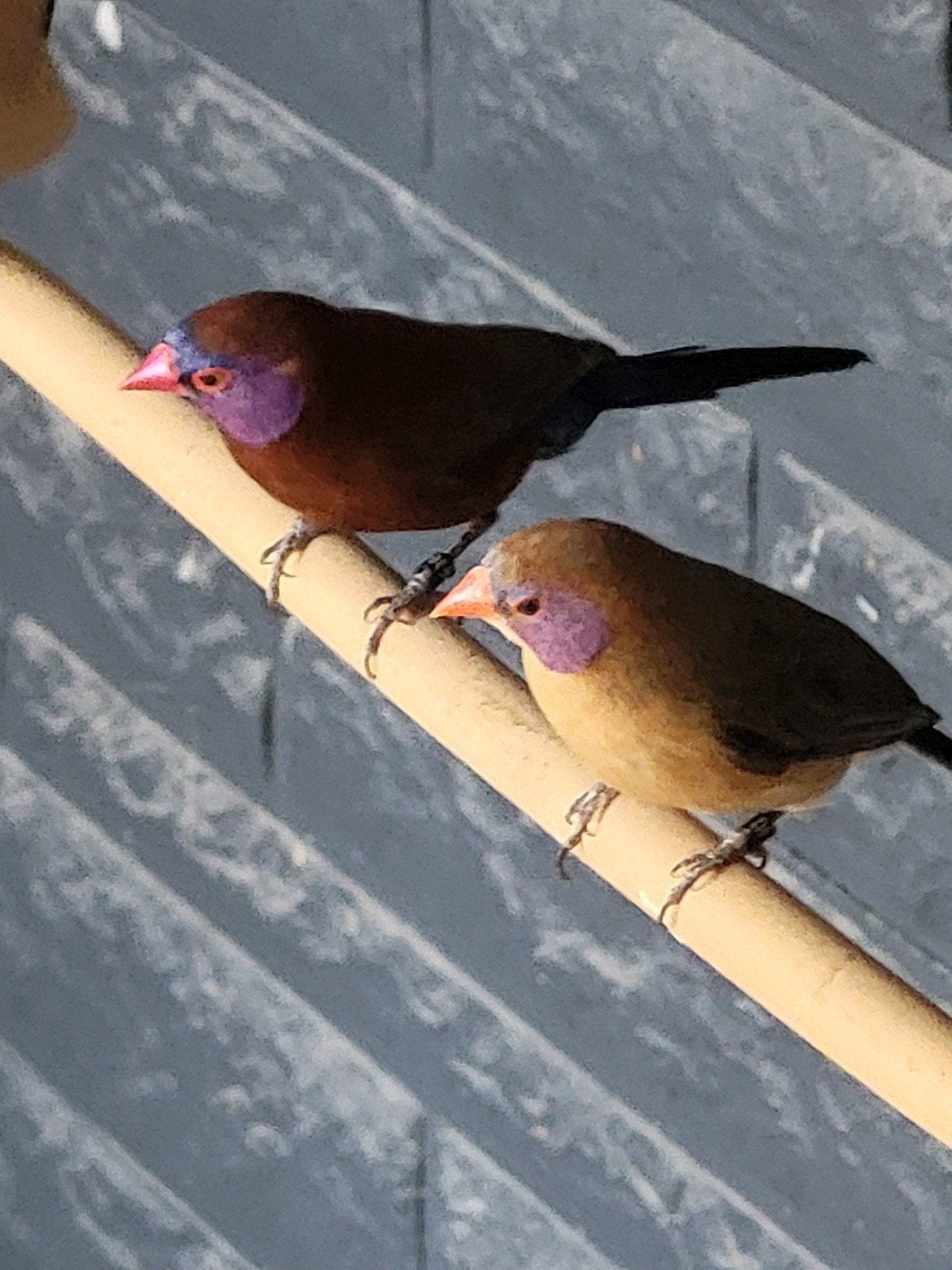 Koppel granaatastrilde of losse man,ruil mogelijk, zie besch, Dieren en Toebehoren, Vogels | Overige Vogels, Geringd