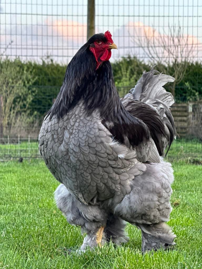 Broedeieren brahma blauw, Kip