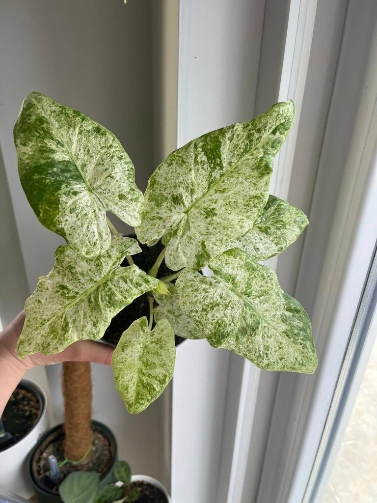 Alocasia Macrorrhiza Splash, Ophalen of Verzenden