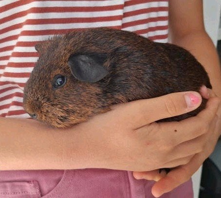 Goud Agouti beertje, Dieren en Toebehoren, Knaagdieren, Cavia, Februari, Mannelijk, Tam