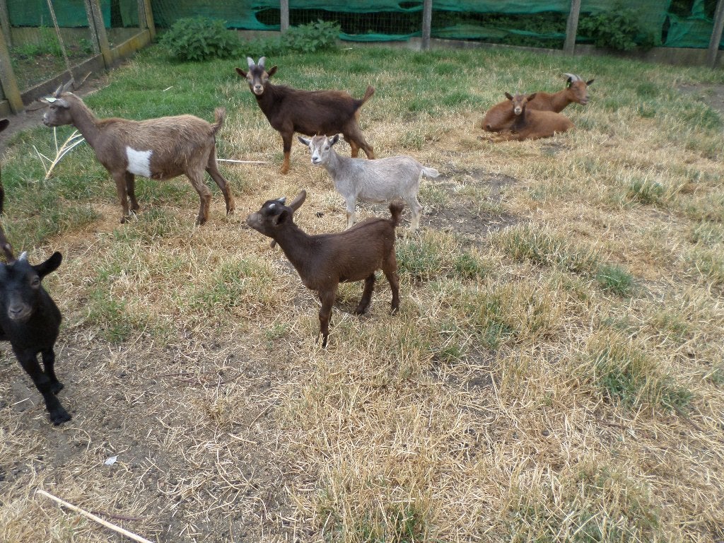 dwerggeitje, Dieren en Toebehoren