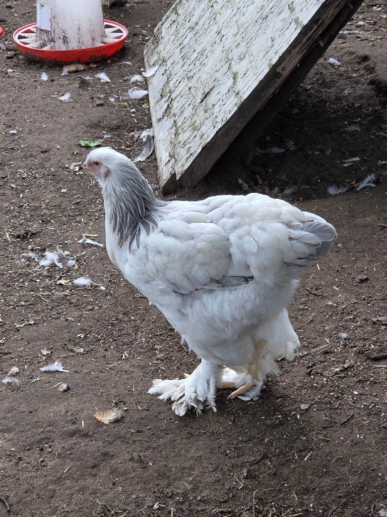 Brahma colombia/colombia blauwe hennentjes, Femelle, Poule ou poulet