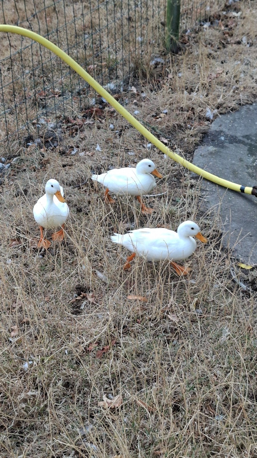 witte kwakers