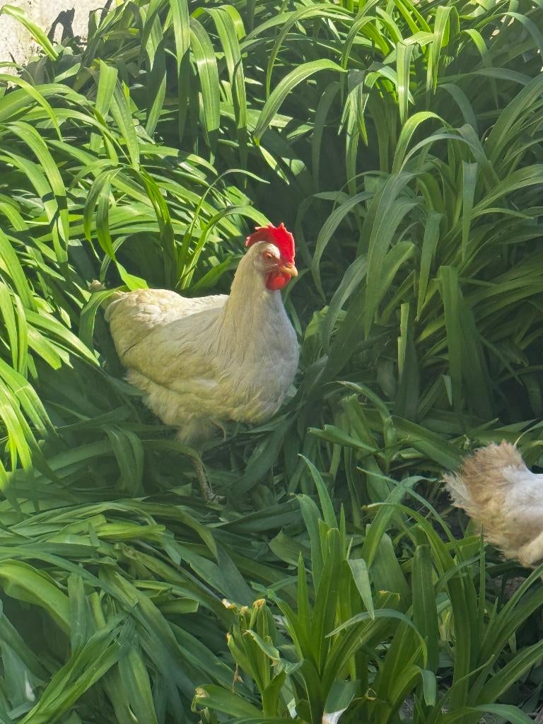 Kippen (Witte Leghorn) (leghennen), Dieren en Toebehoren, Vrouwelijk, Tam