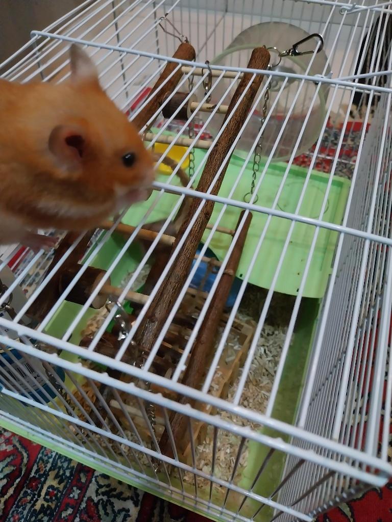 CAGE + HAMSTER, Animaux & Accessoires, Moins de 60 cm, Cage, Utilisé, Hamster