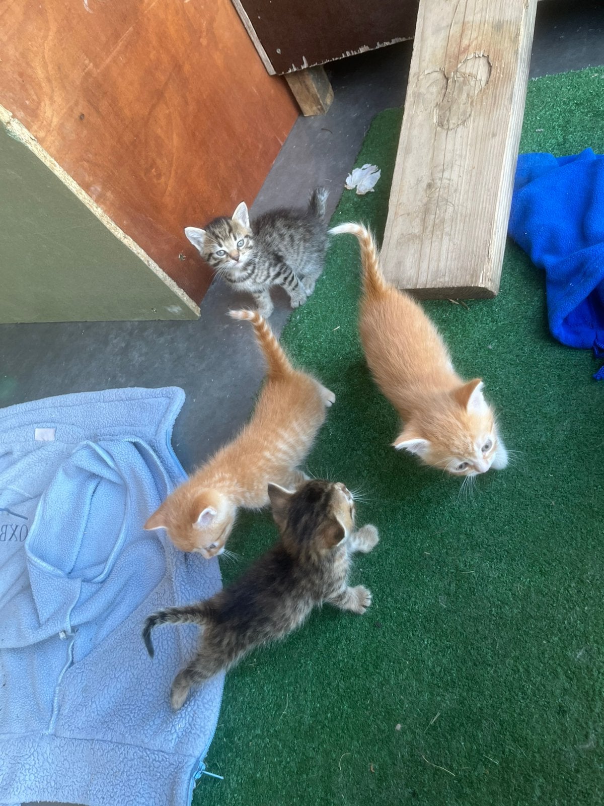 Kittens te koop!, Meerdere dieren, Kortharig, 0 tot 2 jaar