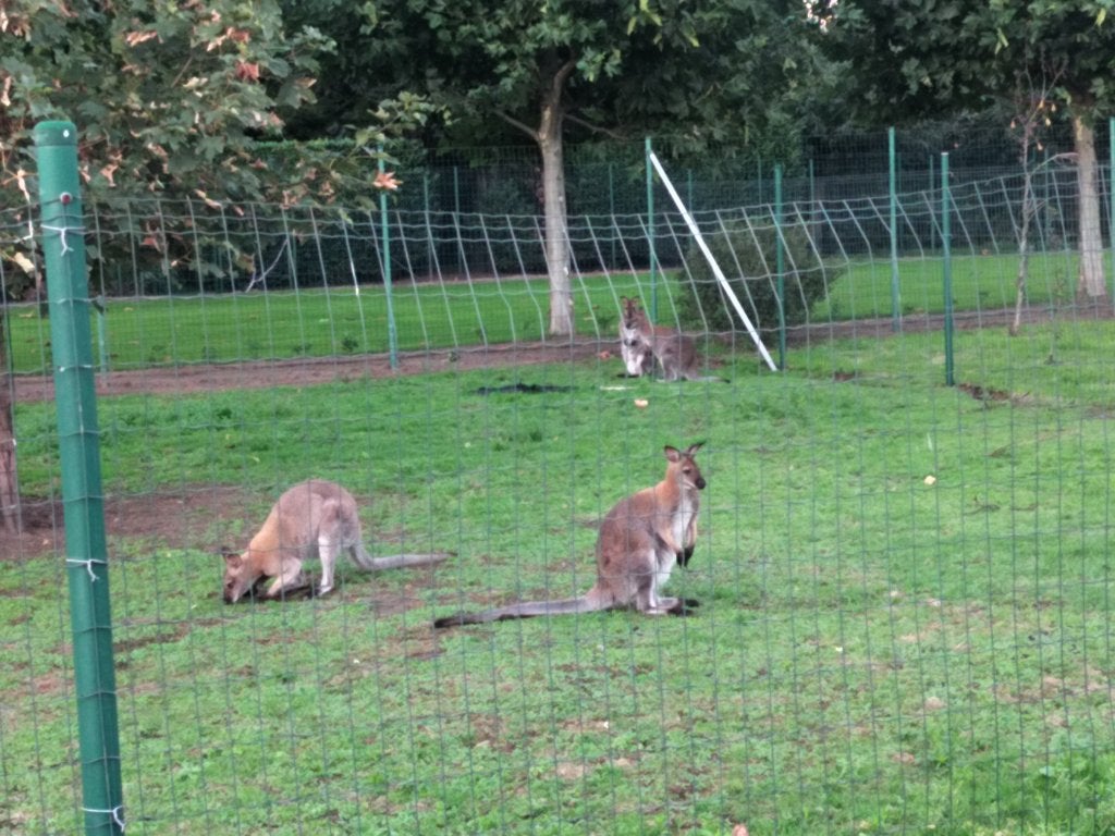 Kangeroe man skippy Bennett, Dieren en Toebehoren, Januari, Mannelijk