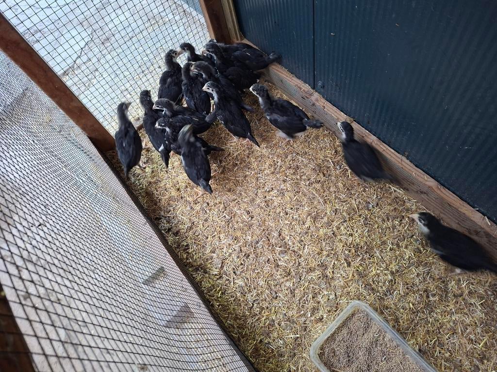 Kuikens kruising van franse vechter en japanse vechter, Dieren en Toebehoren, Pluimvee