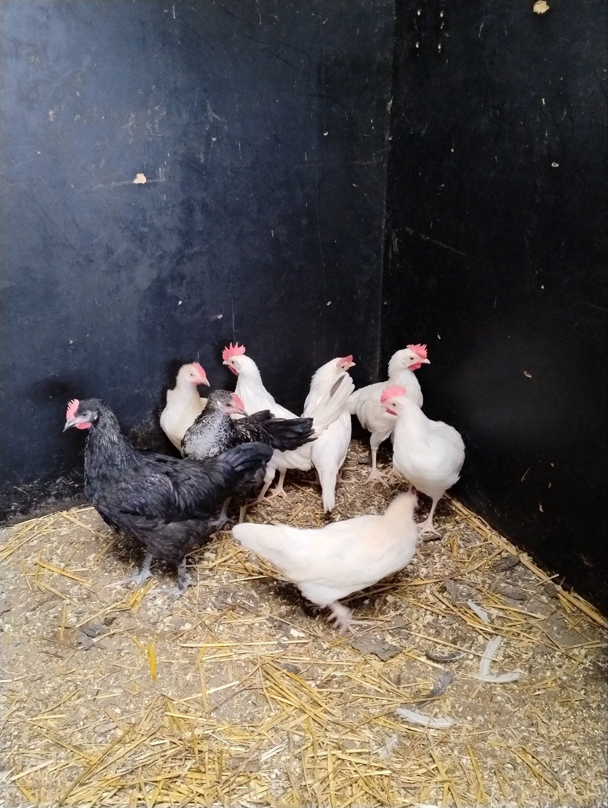 jonge haantjes, Dieren en Toebehoren, Pluimvee, Mannelijk, Kip