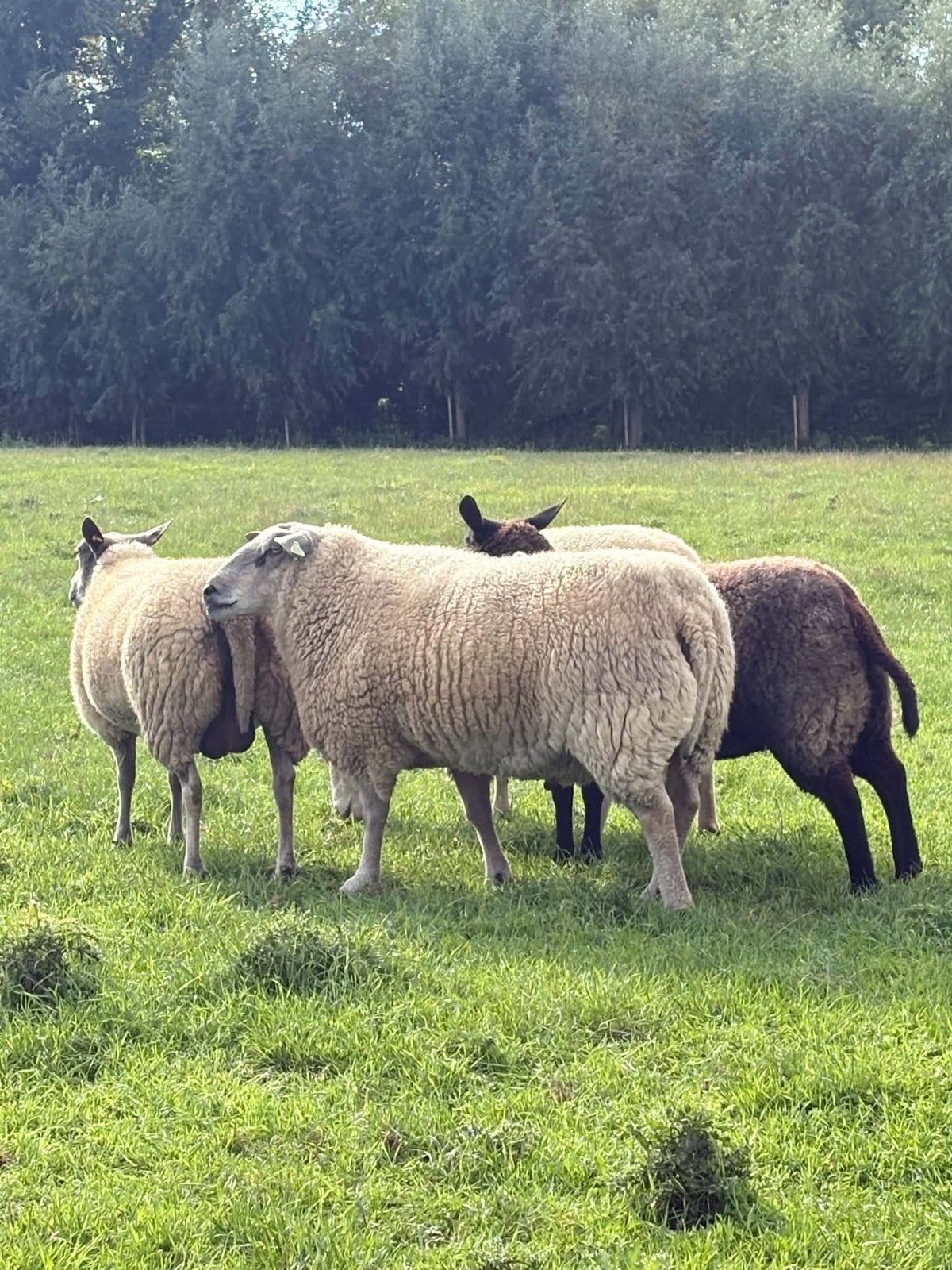 Dekram te koop - kruising bleu de maine, Dieren en Toebehoren, Mannelijk, Schaap, 3 tot 5 jaar
