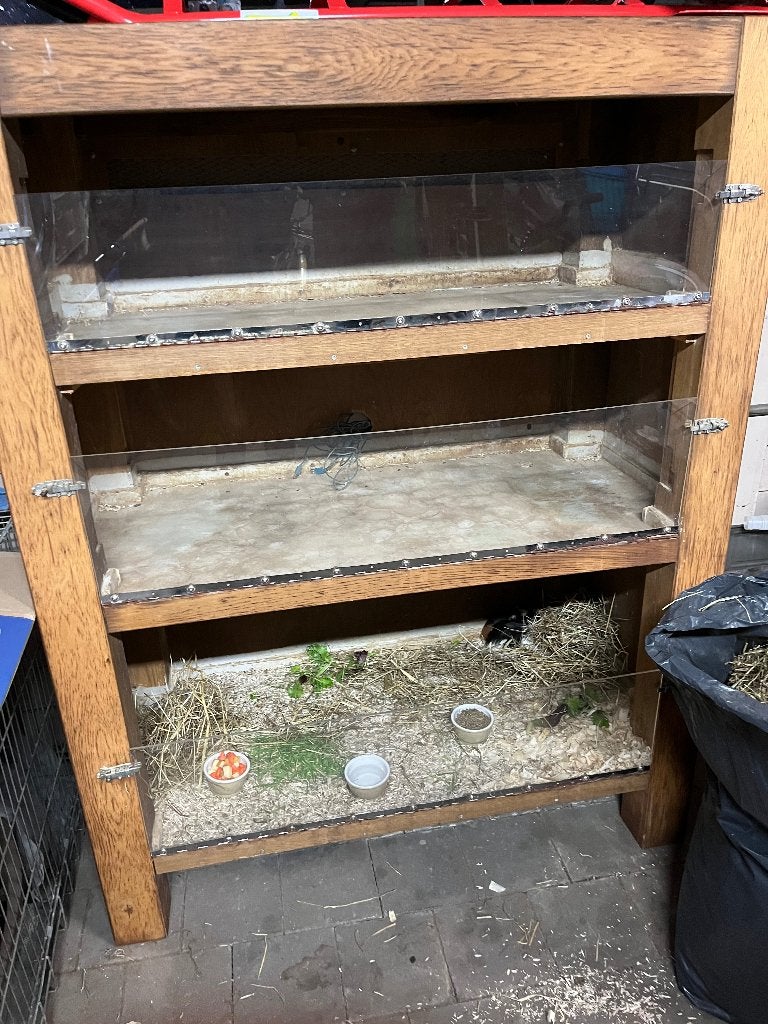 Cavia flat gezocht, Oktober, Cavia