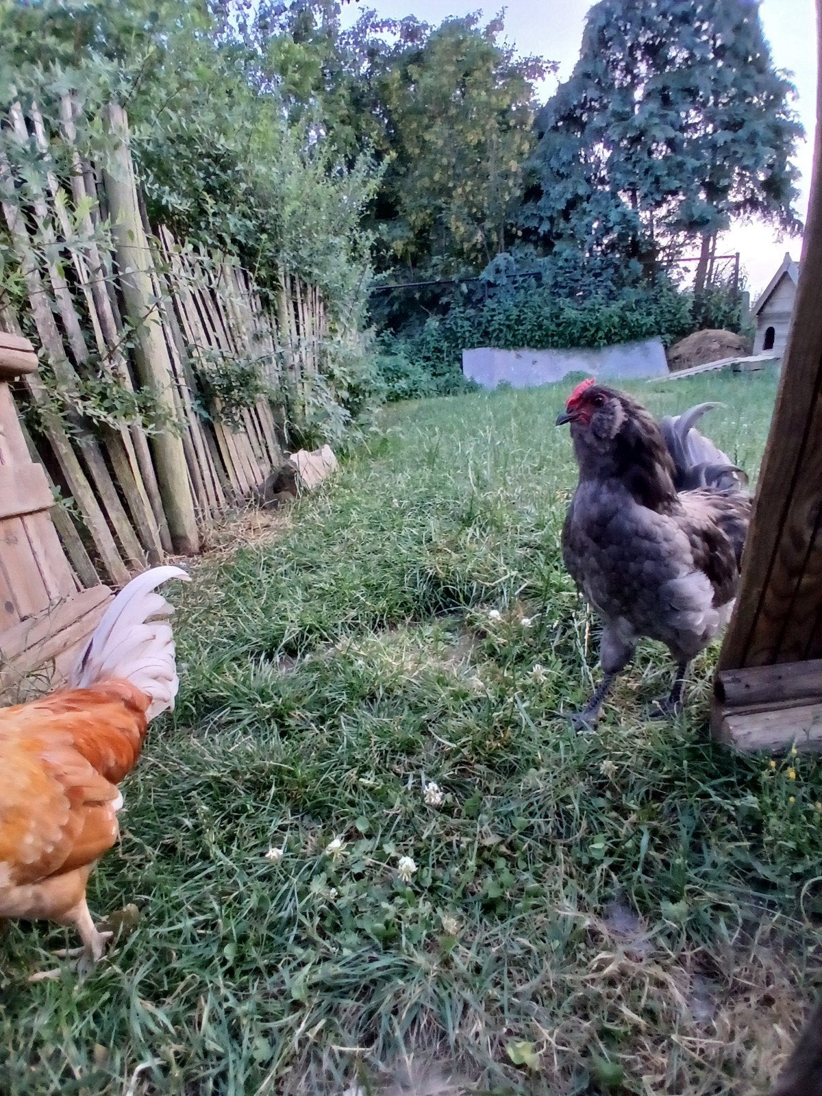 2haantjes te koop.