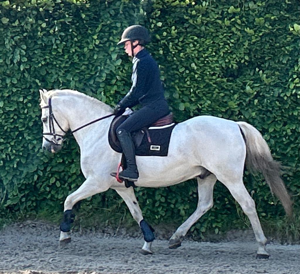 Welsh D-pony, Dieren en Toebehoren, Pony's, Ruin, Z, D pony (1.37m tot 1.48m), Tuigpony, 11 jaar of ouder, Met stamboom, Gechipt