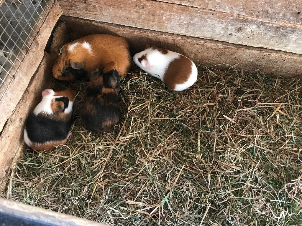 Cavia, Dieren en Toebehoren, Cavia, Juni, Meerdere dieren, Tam