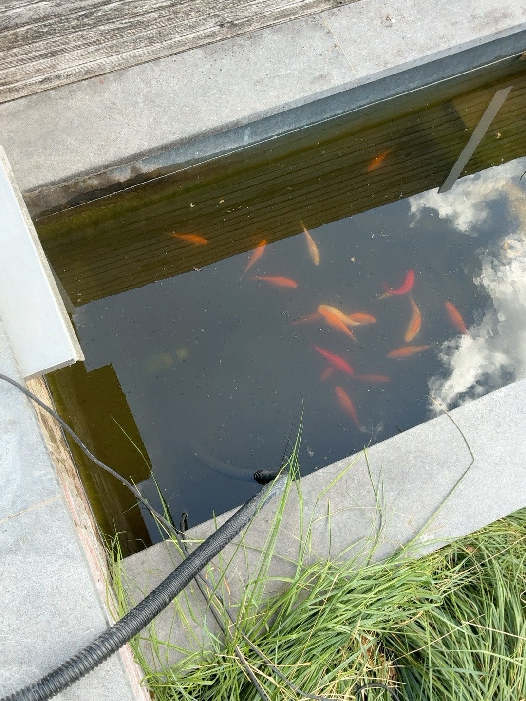 Gezonde vijvergoudvissen te koop – diverse kleuren en maten