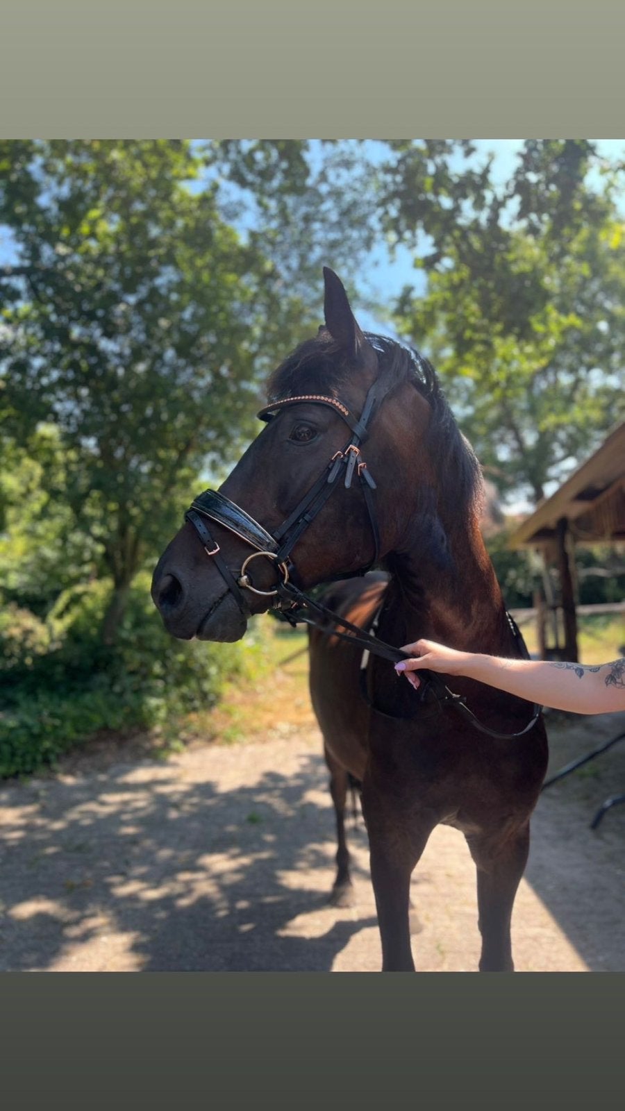 7 jarige new forest, Animaux & Accessoires, Chevaux, Hongre, Débourré