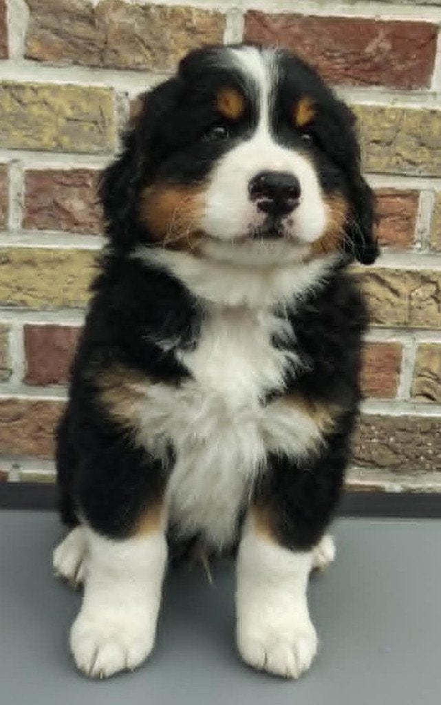 Berner Sennen pup, Dieren en Toebehoren, Honden | Bulldogs, Pinschers en Molossers, België, Fokker | Hobbymatig, Reu, CDV (hondenziekte)