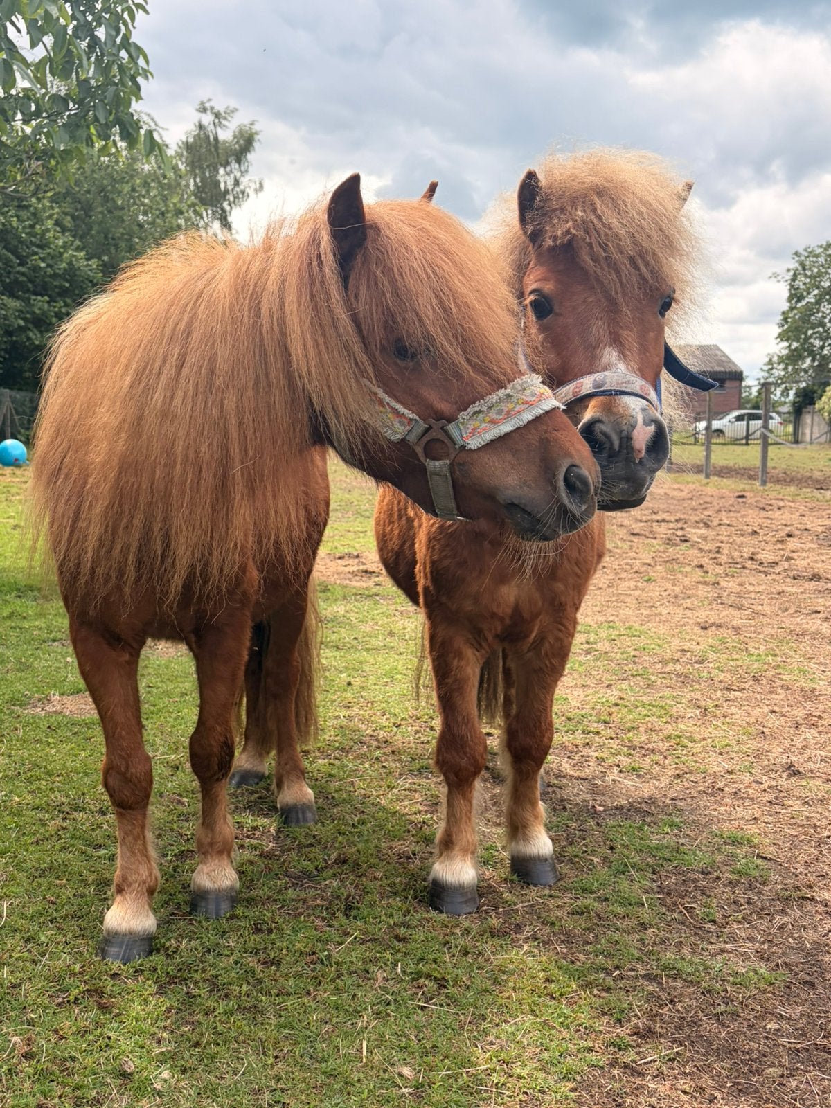 Samen op zoek naar een nieuw 5 thuis voor River & Reggie, Dieren en Toebehoren, Pony's, Met stamboom, Ruin, A pony (tot 1.17m)
