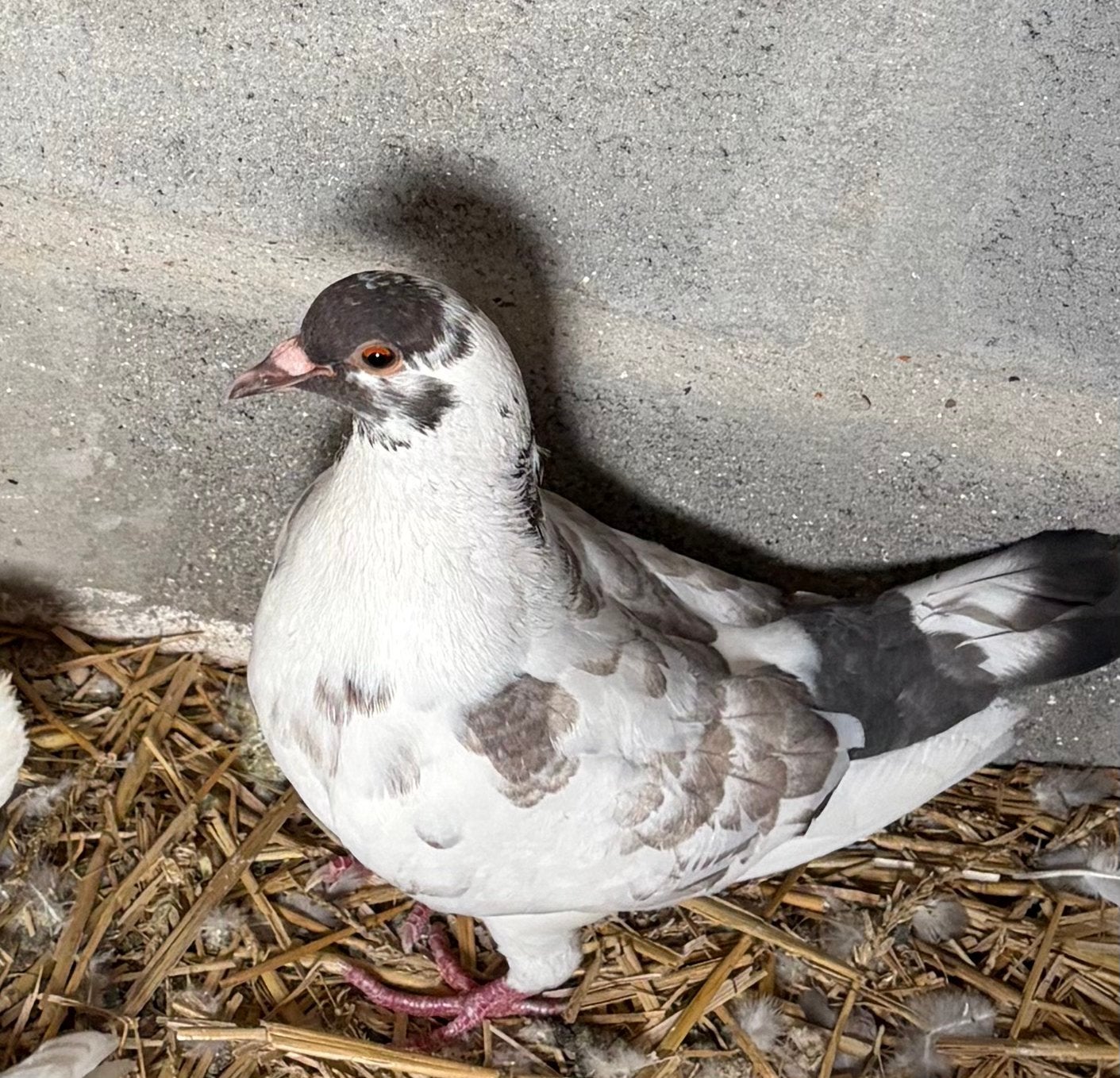 Jonge duiven vleesras, Meerdere dieren, Overige soorten
