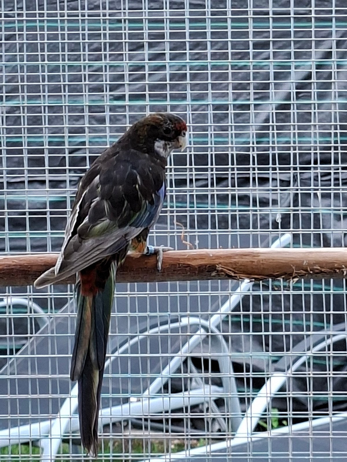 Rosella pop, Dieren en Toebehoren, Vogels | Parkieten en Papegaaien