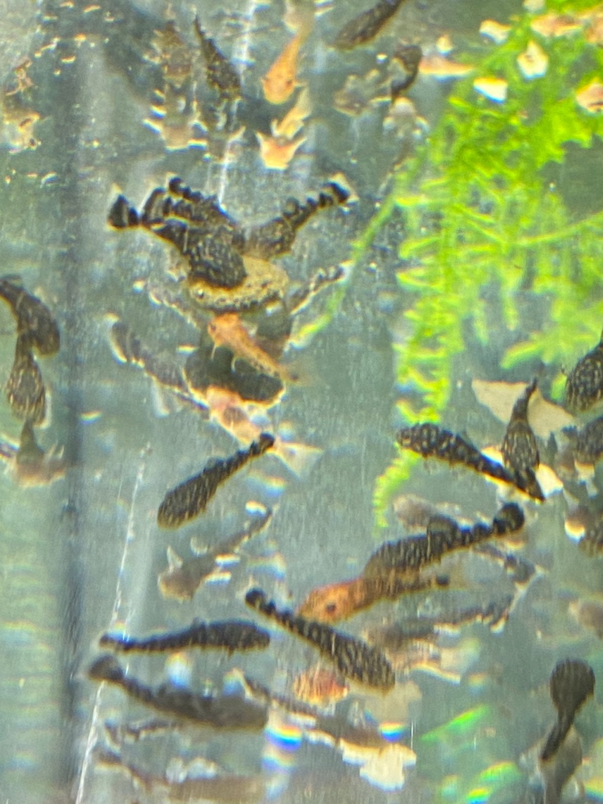 Ancistrus, Poisson, Poisson d'eau douce