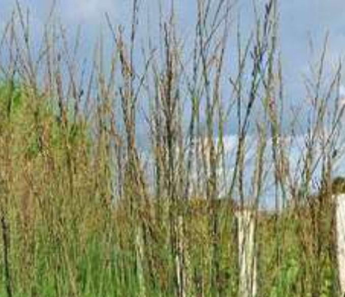 Heidebraut, Jardin & Terrasse, Plantes | Jardin, Été, Enlèvement, Graminées ornementales, Plante fixe