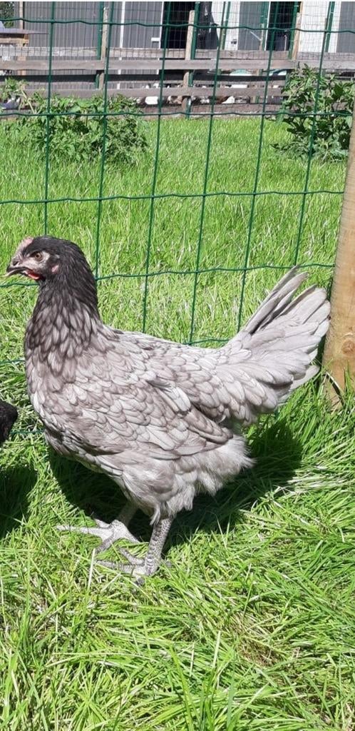 Kippen bleu de lande jonge hennen beschikbaar, Vrouwelijk, Kip