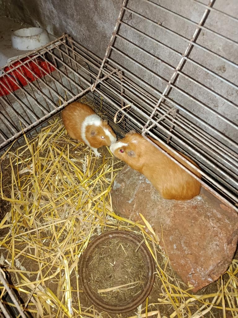 Cavia beertjes, Octobre, Mâle, Domestique, Cobaye