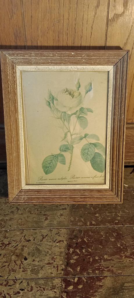 Gravure Botanique P.J. Redouté-Rosier Mousseux, 23x30, n243, Enlèvement ou Envoi, Gravure