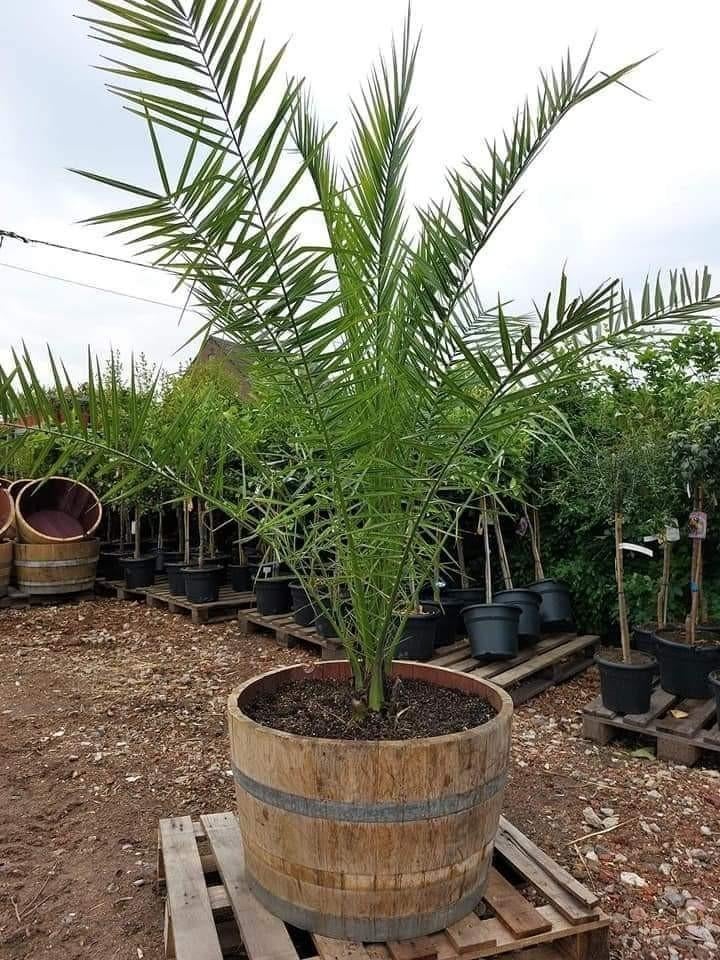 Dadelpalmen Super promo 35€, Tuin en Terras, Planten | Bomen, Ophalen of Verzenden