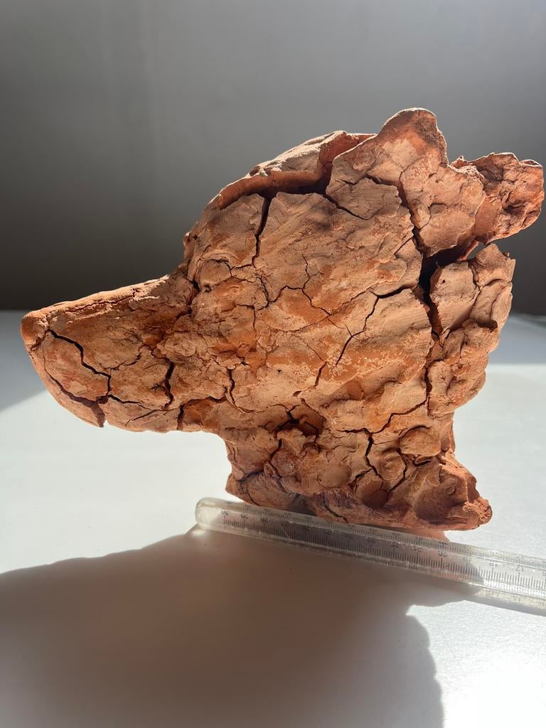 Terracotta beeld kop van hond aardewerk sculptuur enig exemp, Enlèvement