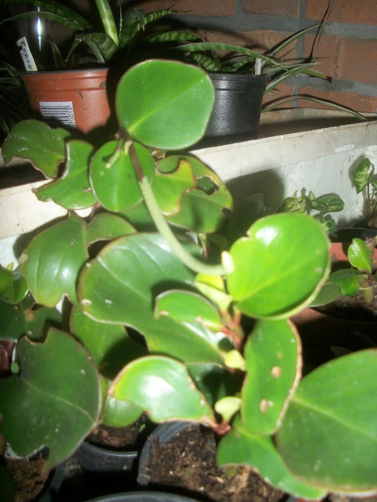 Peperomia obtipan, Huis en Inrichting, Kamerplanten, Ophalen, Overige soorten, Halfschaduw, Minder dan 100 cm