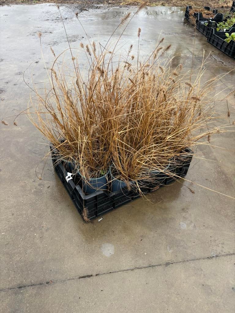 Pennisetum ‘Hameln’, Tuin en Terras, Planten | Tuinplanten, Ophalen of Verzenden