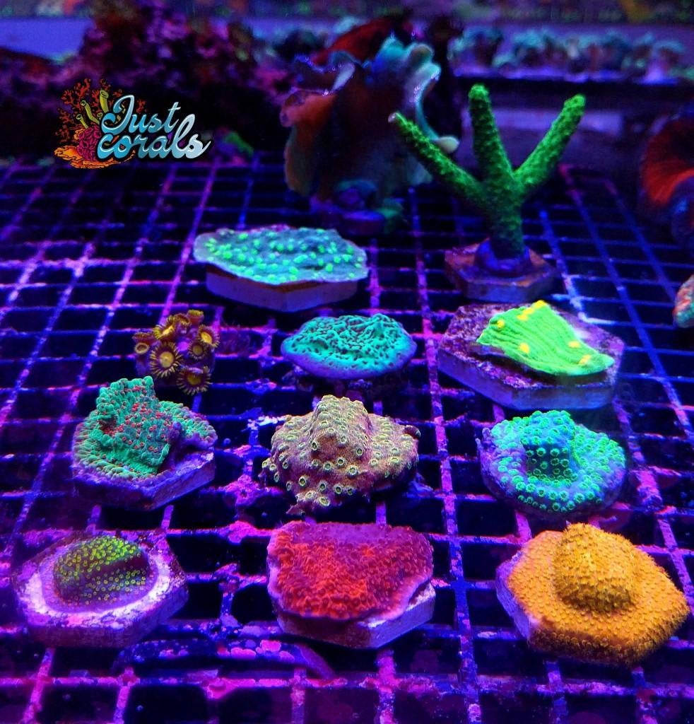Setjes koralen, Animaux & Accessoires, Poissons | Poissons d'aquarium, Autres types, Poisson de mer