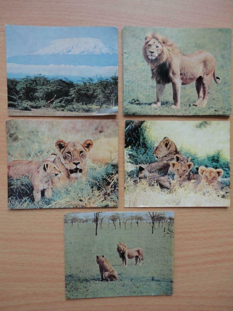 26 images photos Walt Disney lions d'Afrique ( Couvreur ), Collections, Enlèvement ou Envoi