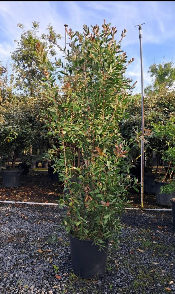 Callistemon laevis, Groenblijvende Sierheester, Volle zon, Vaste plant, Lente, Ophalen