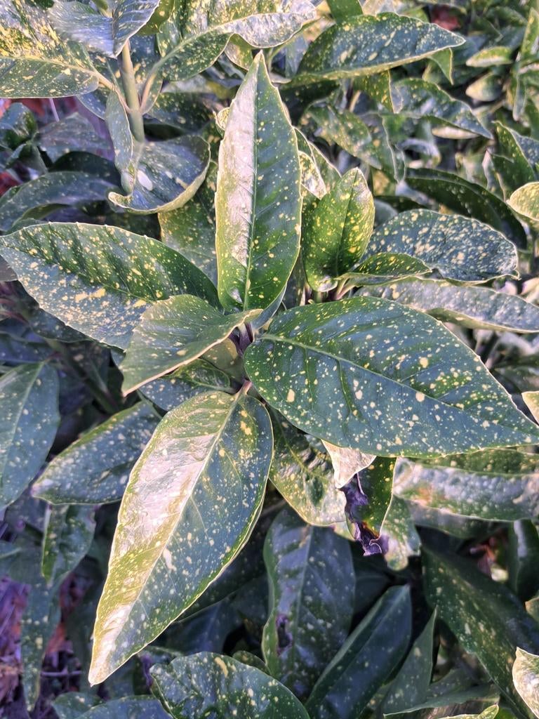 Jonge Aucuba japonica plant, Ophalen of Verzenden