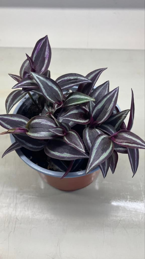 Tradescantia Zebrina. Différentes espèces, Enlèvement ou Envoi
