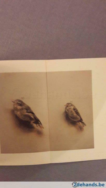 Michaël Borremans Paintings 100pag 95ill., Ophalen of Verzenden, Gelezen