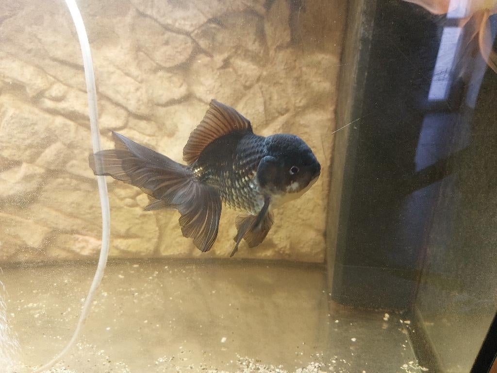 vissen, Dieren en Toebehoren, Vis, Zoetwatervis