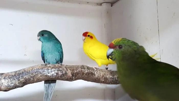 Ik zoek jonge vogels nog in de blok, Domestique