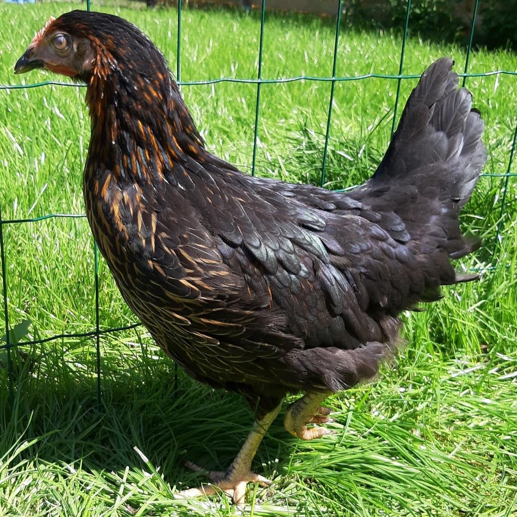 Kippen Harco jonge hennen beschikbaar, Dieren en Toebehoren, Vrouwelijk, Kip